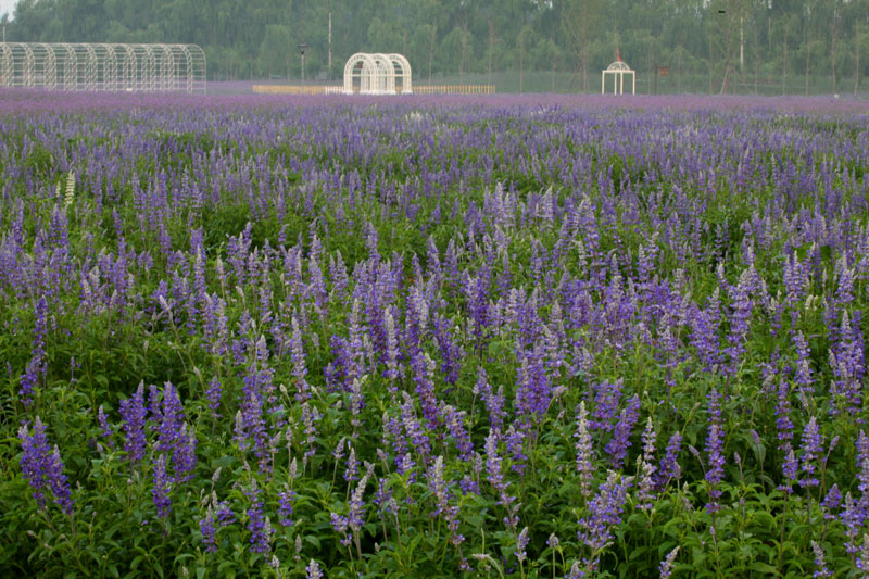 离这里最近的薰衣草庄园,中国最浪漫的地方薰衣草
