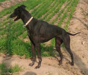 格力犬视频素材稀有,分享一张格力犬的照片