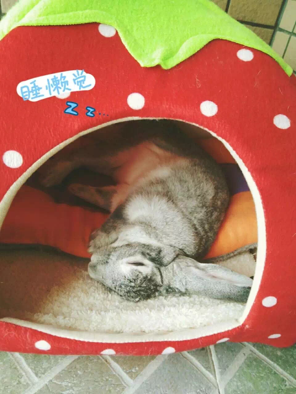 曾经差点病死，两年后可爱得不得了，我是这样养好兔子的