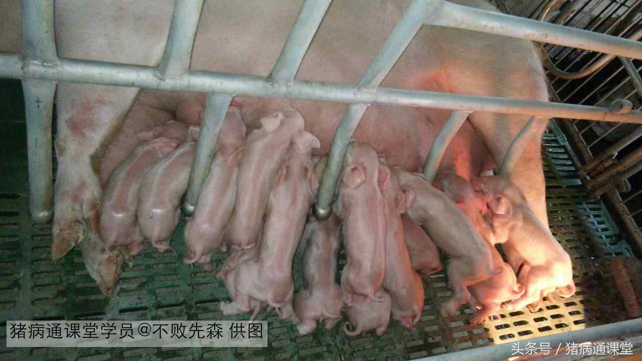新玉米喂猪的优缺点,新玉米添加什么喂猪好