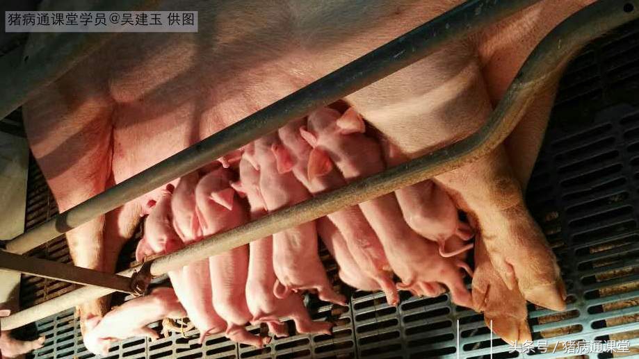 新玉米喂猪的优缺点,新玉米添加什么喂猪好