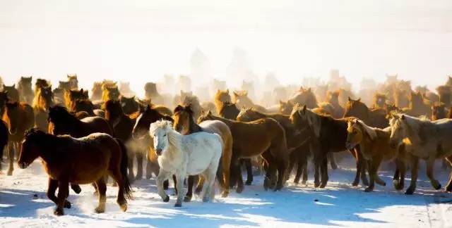 夏季那达慕大会呼伦贝尔,2022年呼伦贝尔冬季那达慕开幕