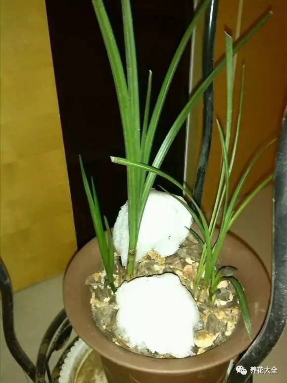 雪水、食盐、白糖、维生素，能让花枝繁叶茂，你信不信？