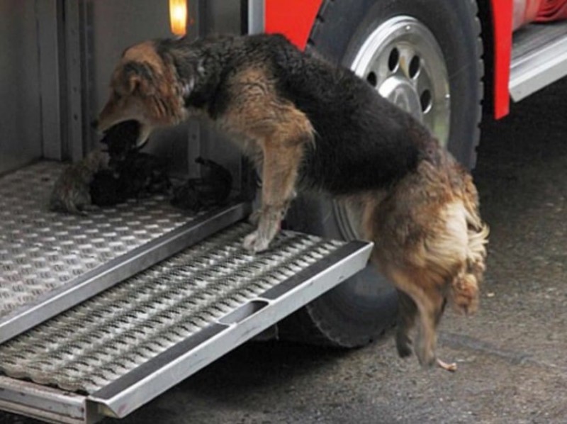 狗狗奋不顾身跑回火场,忠实的狗狗舍命救主人冲进火场