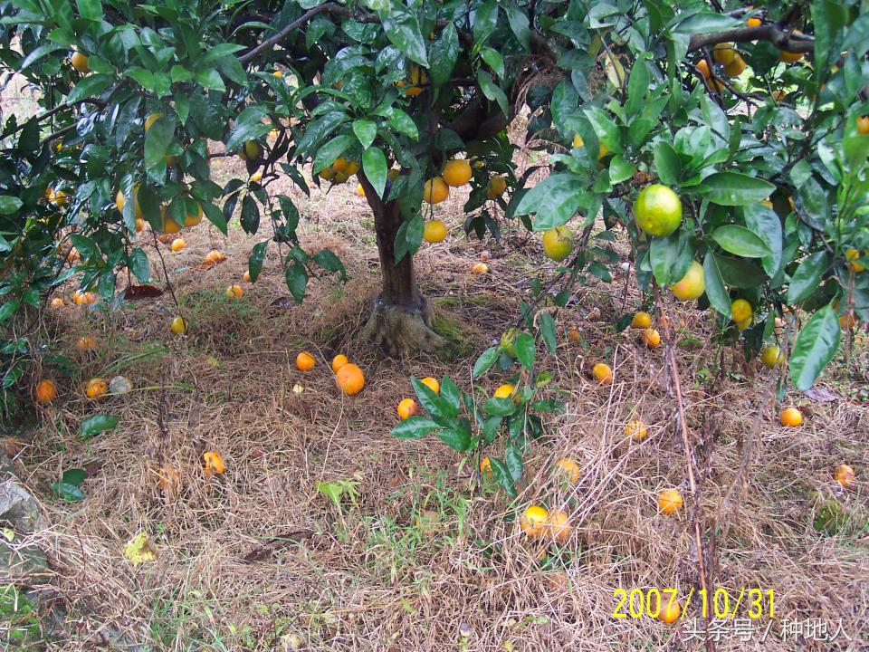 柑橘大实蝇虫害造成的原因,柑橘大实蝇发生规律