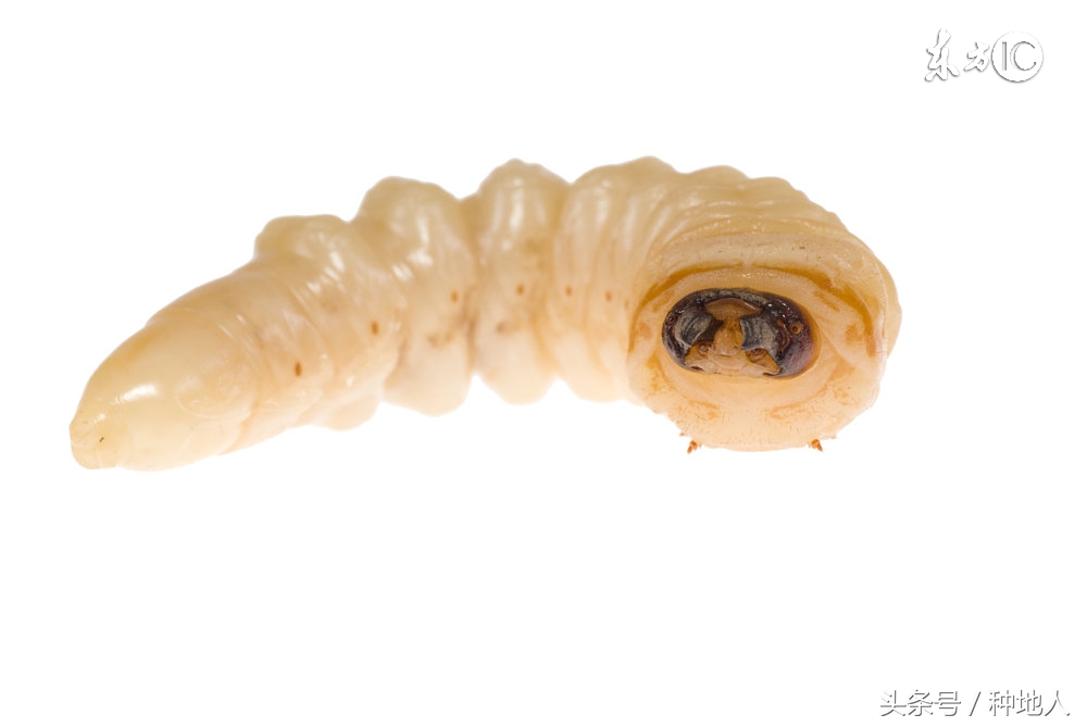 柑橘大实蝇虫害造成的原因,柑橘大实蝇发生规律