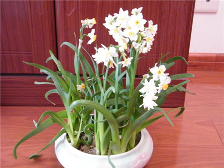 水仙花怎么养才开花,水仙花不生根了怎么办