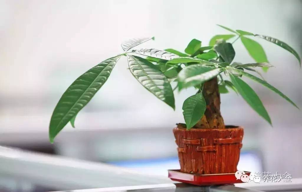 发财树的土养不活绿萝,养了几年的绿萝为什么没有根