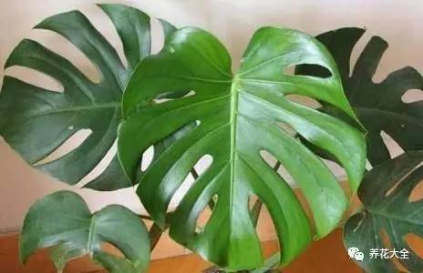 发财树的土养不活绿萝,养了几年的绿萝为什么没有根