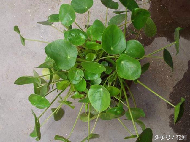 镜面草可以放入鱼缸养吗,镜面草怎么养才能长绿