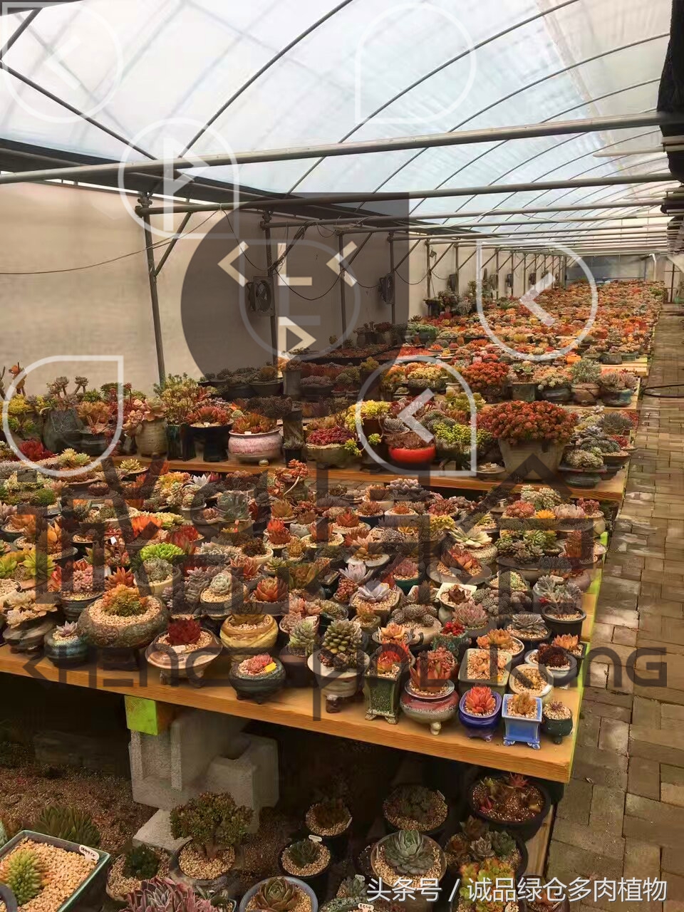多肉植物大棚直播,密斯达多肉大棚视频