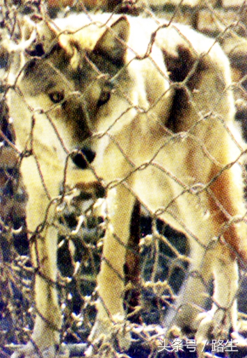 口述历史军人篇,口述历史纪录片兵团