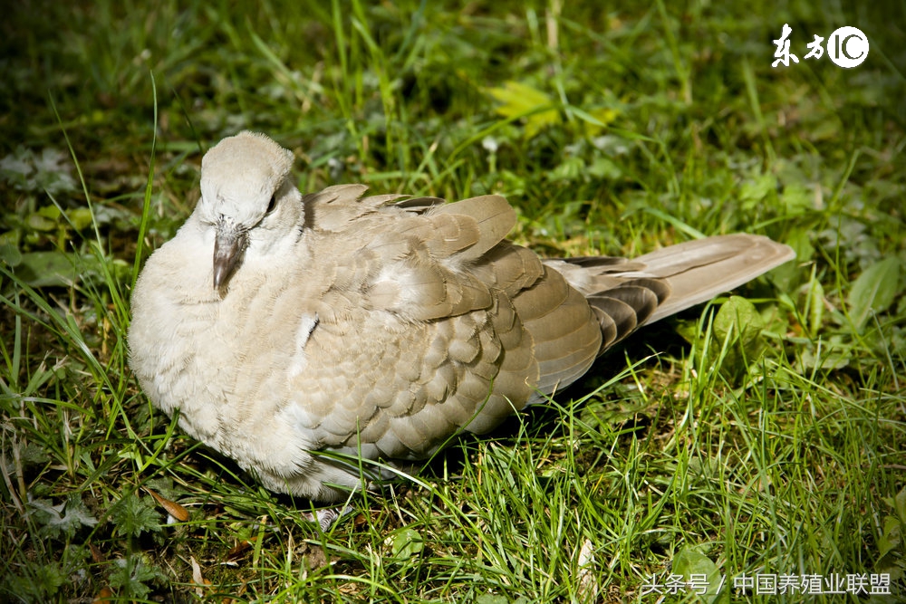 特种养殖业养什么最好,特种养殖要关注哪些问题