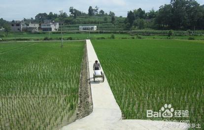 农村种什么果树赚钱快又好养,三农种植致富技术果树