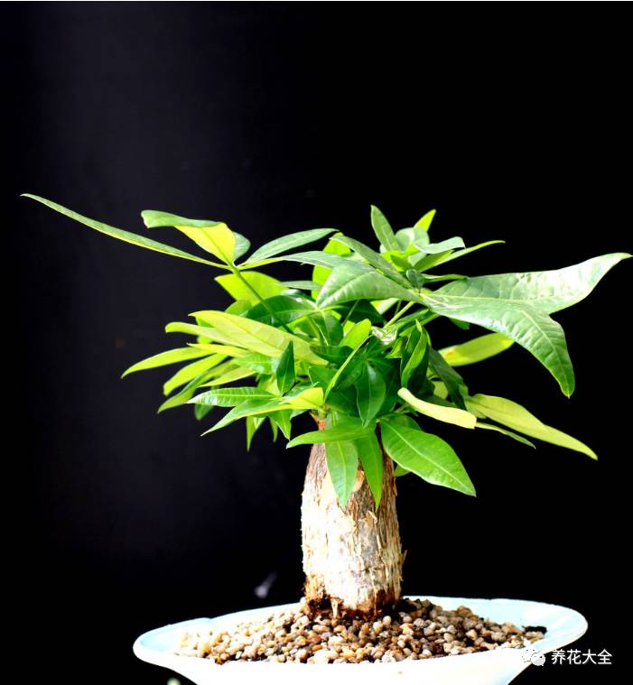 发财树的土养不活绿萝,养了几年的绿萝为什么没有根