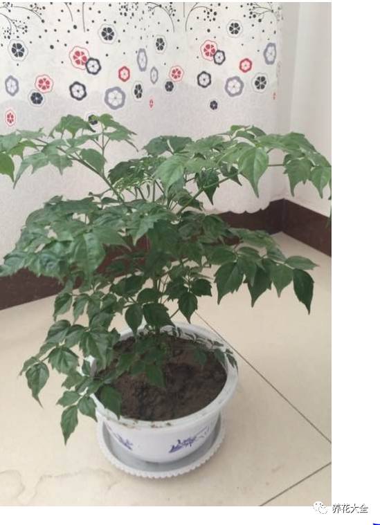 发财树的土养不活绿萝,养了几年的绿萝为什么没有根