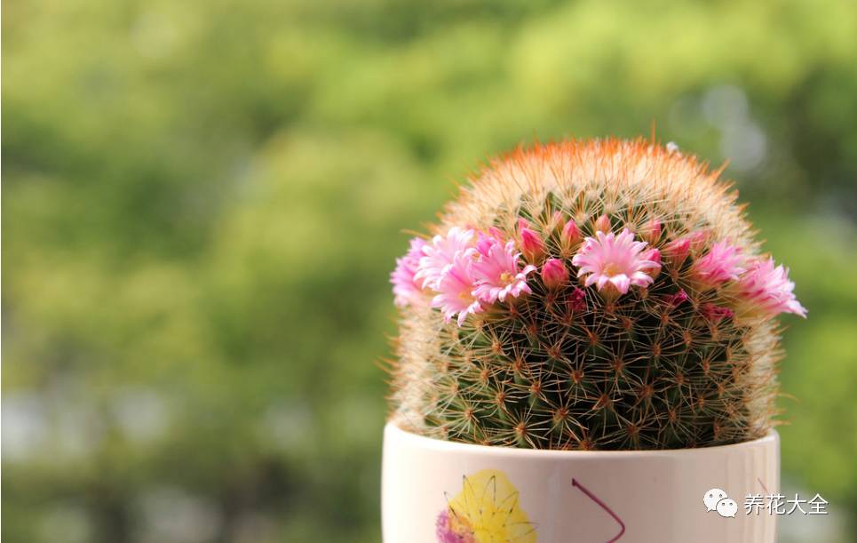 发财树的土养不活绿萝,养了几年的绿萝为什么没有根