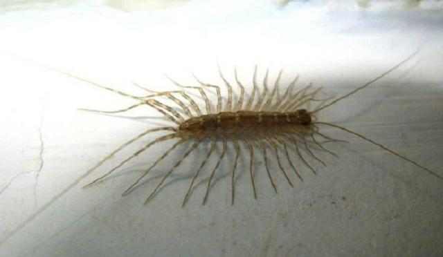 在农村不敢惹的动物,家里出现这几种虫子你千万不要碰