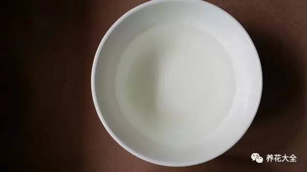 雪水、食盐、白糖、维生素，能让花枝繁叶茂，你信不信？