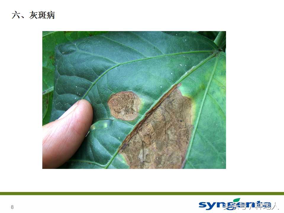 豆角种植防病方法,长豆角病虫害防治用什么农药