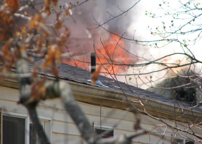狗狗奋不顾身跑回火场,忠实的狗狗舍命救主人冲进火场