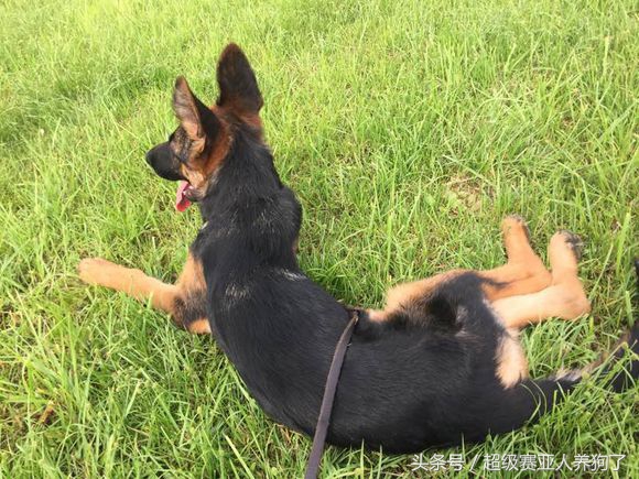 德牧常识大全,聊聊德牧保护肠道