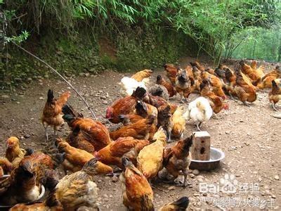 农村种什么果树赚钱快又好养,三农种植致富技术果树