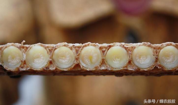 为什么蜂王浆的价格差很多,蜂王浆为什么价格差距大