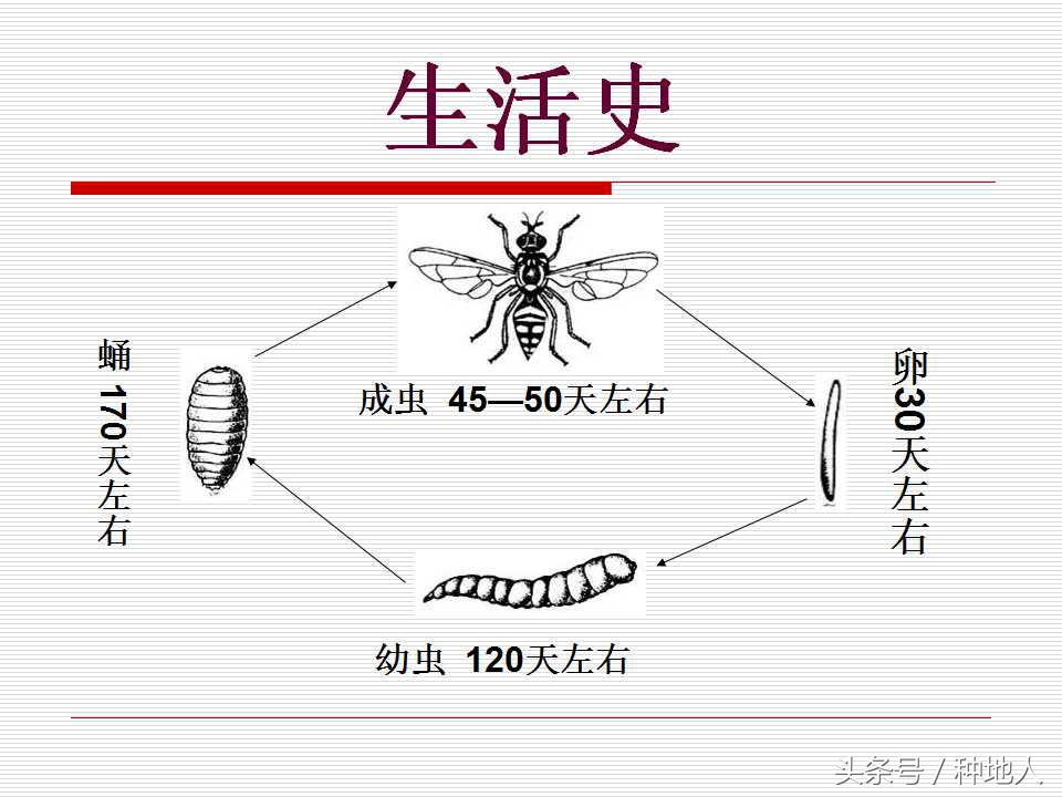 柑橘大实蝇虫害造成的原因,柑橘大实蝇发生规律
