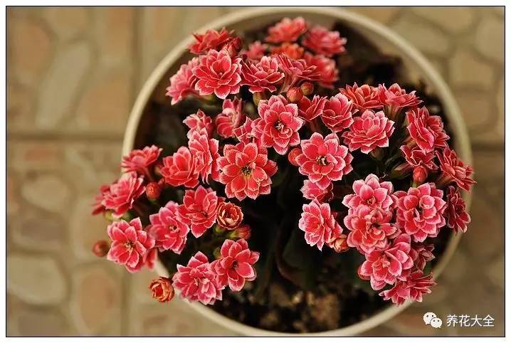 发财树的土养不活绿萝,养了几年的绿萝为什么没有根