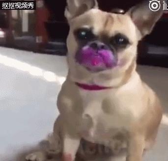 狗狗偷吃主人口红,狗狗偷吃主人不知道