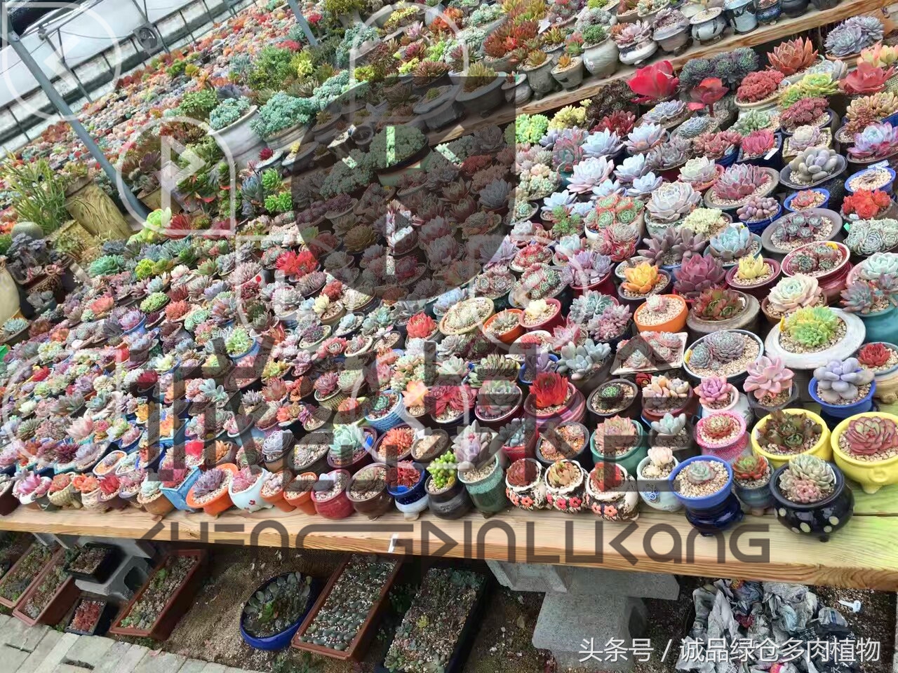 多肉植物大棚直播,密斯达多肉大棚视频