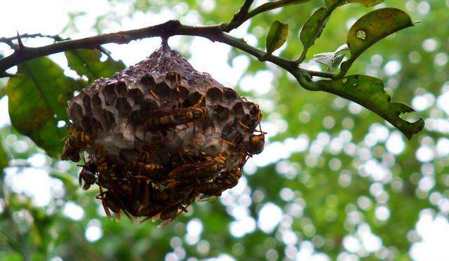 在农村不敢惹的动物,家里出现这几种虫子你千万不要碰
