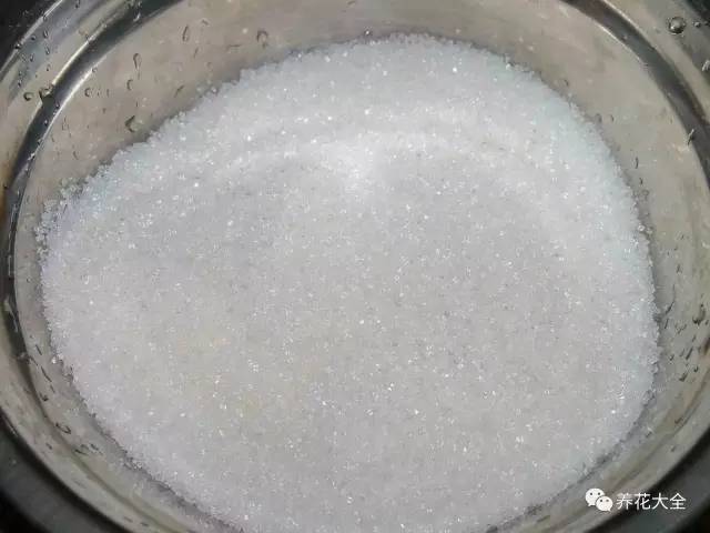 雪水、食盐、白糖、维生素，能让花枝繁叶茂，你信不信？