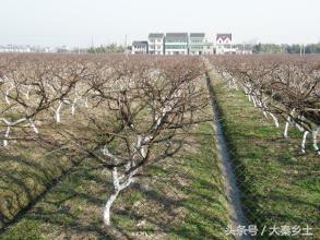 农村种什么果树赚钱快又好养,三农种植致富技术果树