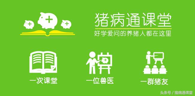 新玉米喂猪的优缺点,新玉米添加什么喂猪好