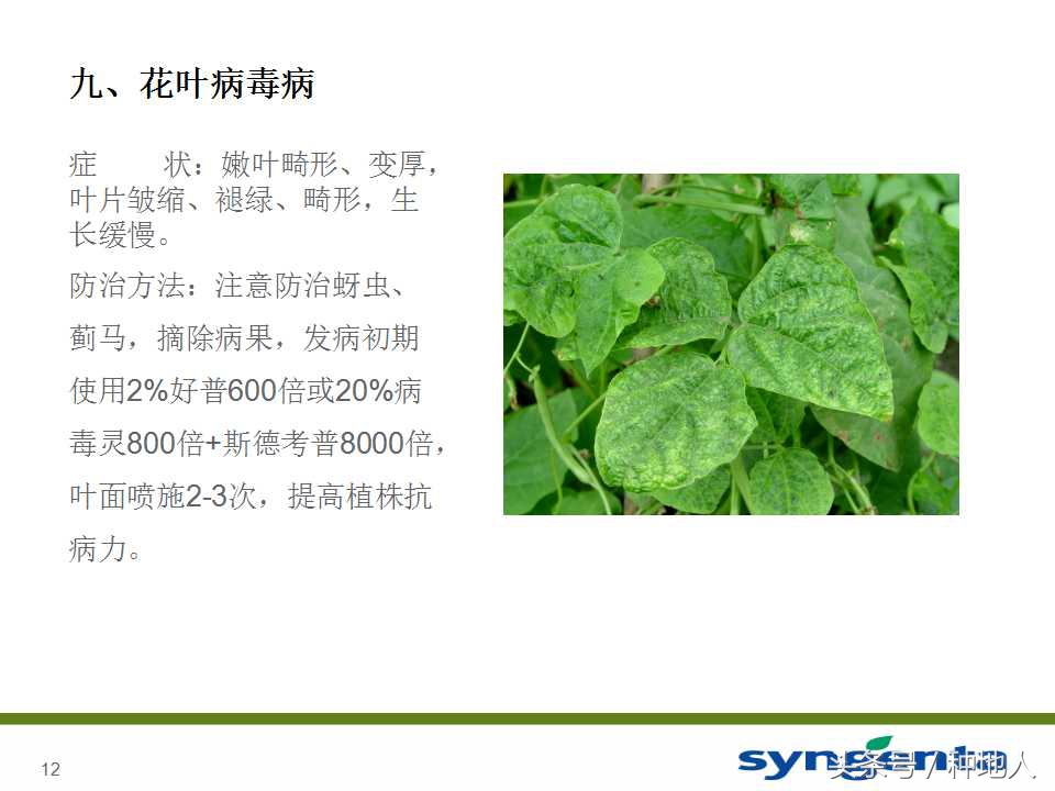豆角种植防病方法,长豆角病虫害防治用什么农药