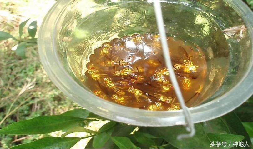 柑橘大实蝇虫害造成的原因,柑橘大实蝇发生规律