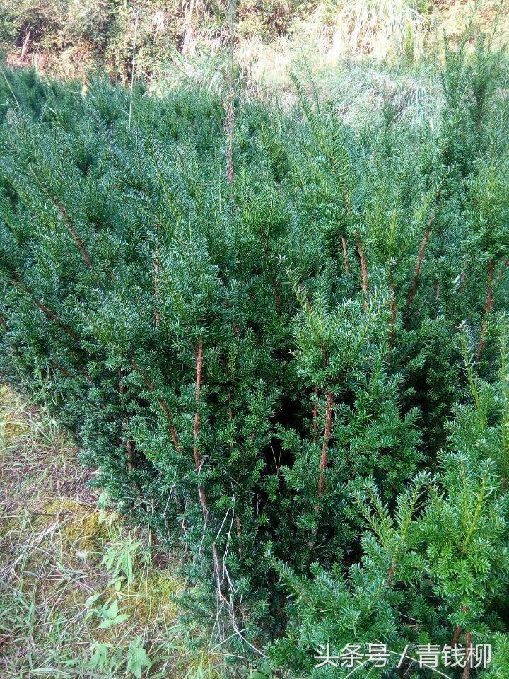 青岛曼地亚红豆杉种植,曼地亚红豆杉果实如何种植