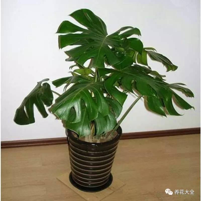 发财树的土养不活绿萝,养了几年的绿萝为什么没有根