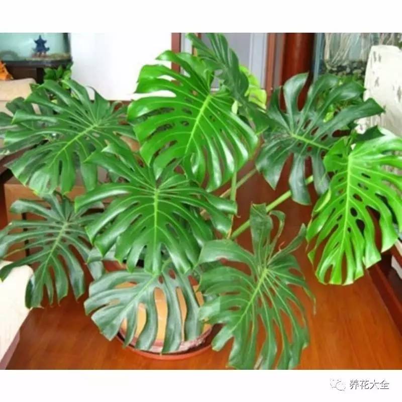 发财树的土养不活绿萝,养了几年的绿萝为什么没有根