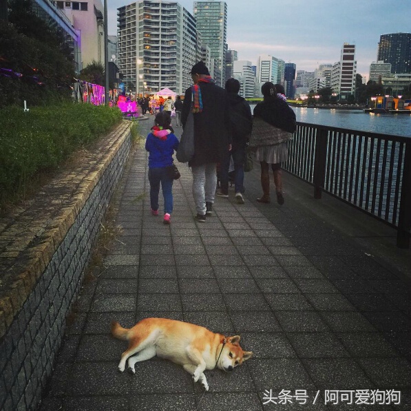 狗狗一牵引就不动怎么办,狗狗一撒手就叫不回来怎么办