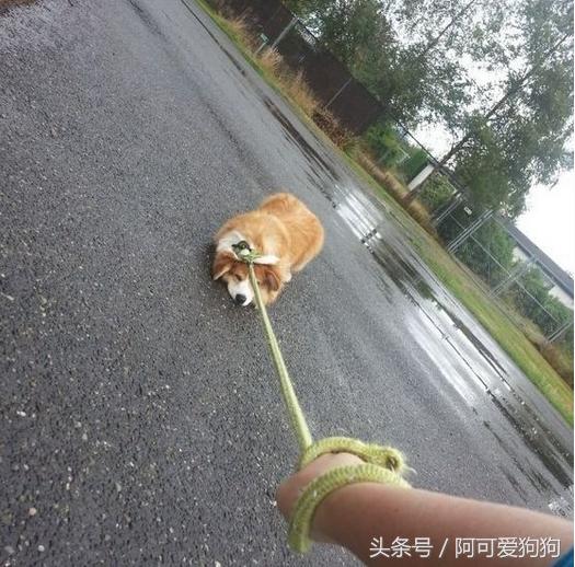 狗狗一牵引就不动怎么办,狗狗一撒手就叫不回来怎么办