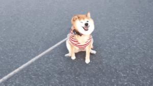 狗狗一牵引就不动怎么办,狗狗一撒手就叫不回来怎么办