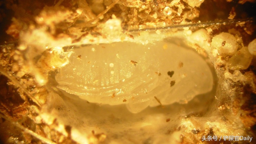 宠物身上有跳蚤寄生虫怎么办,宠物常见寄生虫