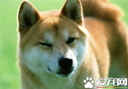 网上购买柴犬的正规犬舍,哪里买柴犬便宜又好