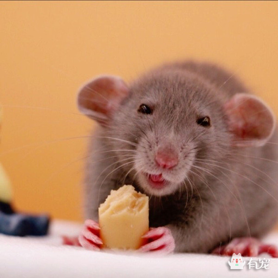 如何分辨宠物喜欢吃什么 (怎样知道自己的宠物适合吃什么)