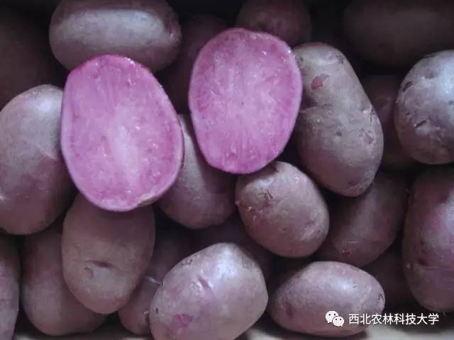 土豆烧牛肉最正宗做法视频,土豆烧牛肉为什么牛肉很硬