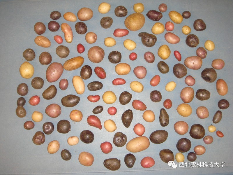 土豆烧牛肉最正宗做法视频,土豆烧牛肉为什么牛肉很硬