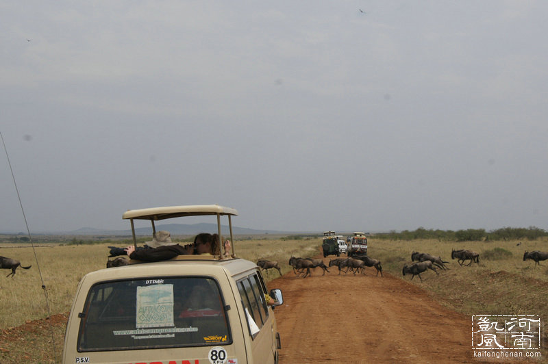 2021年东非动物大迁徙全程直播,东非草原野生动物大迁徙